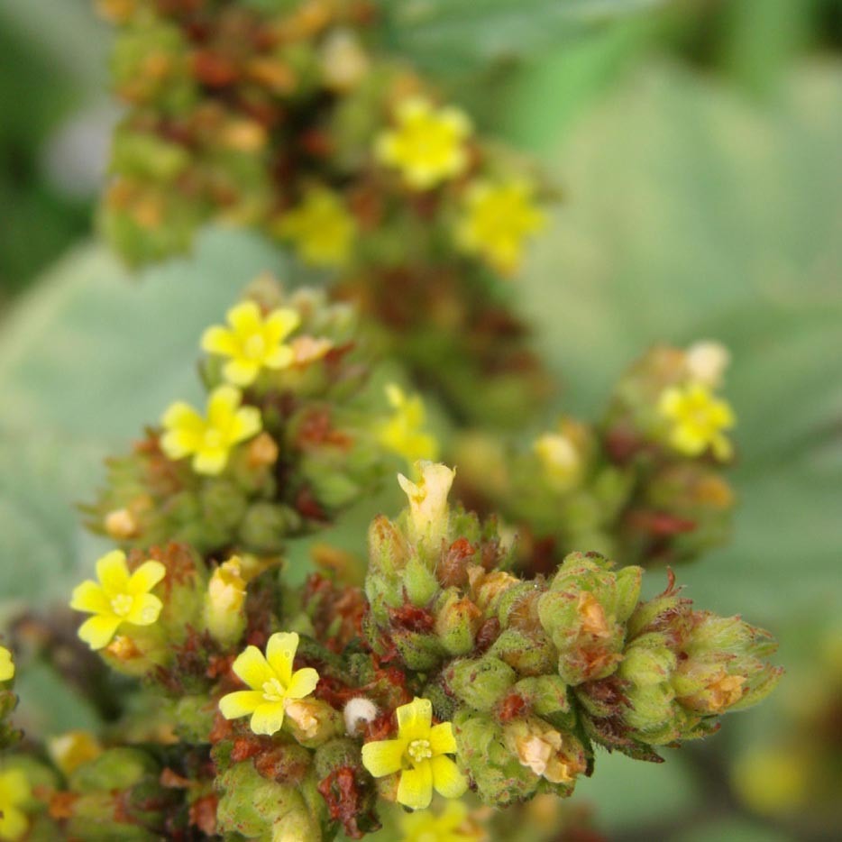 hp-cosmedix-SIMPLY-BRILLIANT1